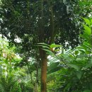 영평조록나무 이미지