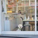 츄츄살롱 이미지