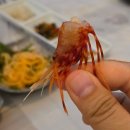 동해바다꽃새우 이미지