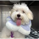 쥬만지동물의료센터 이미지