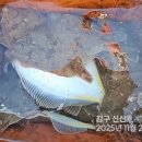 참가자미 - 울주군 | 참가자미
