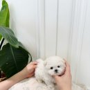 부산강아지분양 퍼피룸 이미지