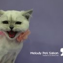 멜로디펫살롱 이미지