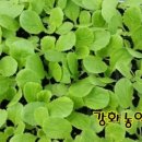 강화농약종묘사 이미지