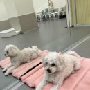 좋은소리유치원 | 서울 마포 애견유치원 강아지유치원왕왕 초인종 둔감화 교육 후기