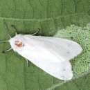 경기도산림환경연구소(금암동 산91) | 오산 물향기수목원 주말방문 후기