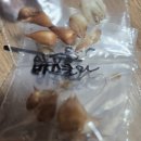 사랑초 바스큘라 이미지