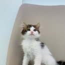 야옹아 멍멍해봐(신대점) 이미지