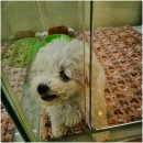 독라이프 이미지