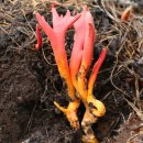 붉은사슴뿔 버섯 - 맹독성 버섯 이미지