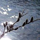 푸릇푸릇 이미지