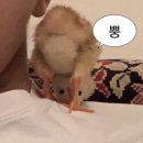 돈소굿
