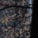 대전 도심에 피어난 색다른 벚꽃향기!! 이미지
