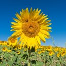 해바라기 이미지