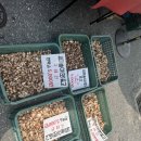 혼자 서울에서 원주 오일장, 치악산 구룡사 뚜벅이 당일치기 (서울근교힐링여행)