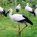 관성2리 이미지