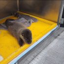 전라남도야생동물구조관리센터 이미지