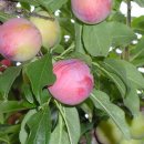 장사농장 이미지