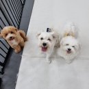 탁이네 반려견 카페 | 부산 서면 탁이네 반려견유치원 찐찐후기!!!!