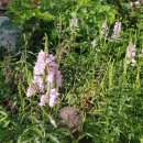 들꽃밥상 이미지