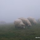 수양목장 이미지