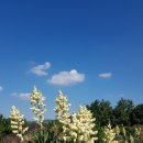 아빠의 정원 이미지