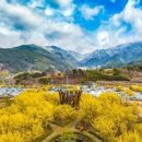 구례 산수유 꽃축제 취소되었지만 여전히 아름답겠죠 이미지