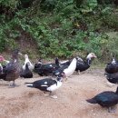 동녁골농장 이미지