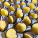 홍양농장 이미지