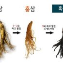흑홍삼