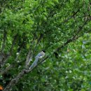 의령 탐진안씨 종택 | 입산마을에서 만난 탐진안씨 종택에서 7월을 만났습니다.