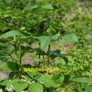 자연건강원 이미지