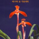 꽃필라