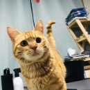 개냥이 세계 이미지