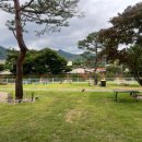 몽몽이애견 이미지