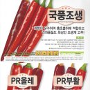참한홍