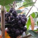 소림농장 이미지