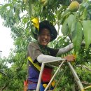 베드로 농장 이미지