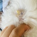 평촌나무동물병원 이미지