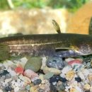 영천댐식당 이미지