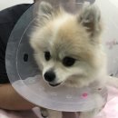 민트동물병원 이미지