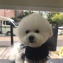 도니바니 애견유치원 이미지