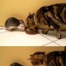 톰과 제리 이미지