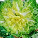 생명의소리Ⅰ 이미지