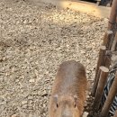 청도엘라고키즈풀빌라 이미지