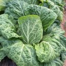 설피농장 이미지