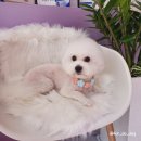 샵뽀도독 이미지