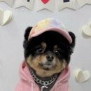 버블펫 이미지