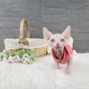 아담스펫강아지&가필드고양이 이미지