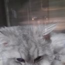 우리들동물메디컬센터 이미지